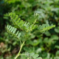 Phyllanthus amarus Schumach. & Thonn.